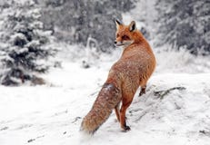 Fox In Forest At High Tatras, Slovakia Royalty Free Stock Images