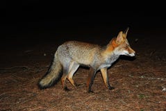 Fox In The Night. Stock Images