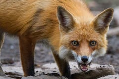 Fox rouge avec regarder pâle de yeux Photos libres de droits Fox rouge avec regarder pâle de yeux Photos libres de droits