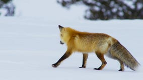 The fox seek food is deep beneath the snow. He listens carefully to pinpoint his target. South Africa royalty free stock photos The fox seek food is deep beneath the snow. He listens carefully to pinpoint his target. South Africa royalty free stock photos