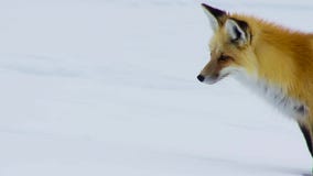 The fox seek food is deep beneath the snow. He listens carefully to pinpoint his target. South Africa royalty free stock images The fox seek food is deep beneath the snow. He listens carefully to pinpoint his target. South Africa royalty free stock images