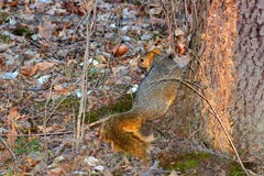 Fox Squirrel Illinois wildlife. Fox Squirrel Sciurus niger running down a tree at Clinton Lake State Recreation Area in Illinois Royalty Free Stock Photo Fox Squirrel Illinois wildlife. Fox Squirrel Sciurus niger running down a tree at Clinton Lake State Recreation Area in Illinois Royalty Free Stock Photo