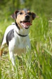 Fox Terrier (Smooth) Stock Images
