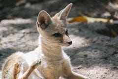 Fox индейца или Бенгалии стоковое фото rf Fox индейца или Бенгалии стоковое фото rf