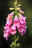 Foxglove Stock Images Foxglove Stock Images