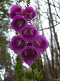 foxglove royalty-vrije stock afbeeldingen foxglove royalty-vrije stock afbeeldingen