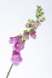 Foxglove Digitalis, purpurea Stock Images Foxglove Digitalis, purpurea Stock Images