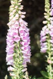 Foxglove flowers on black background Royalty Free Stock Image Foxglove flowers on black background Royalty Free Stock Image