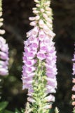 Foxglove flowers on black background Stock Photography Foxglove flowers on black background Stock Photography