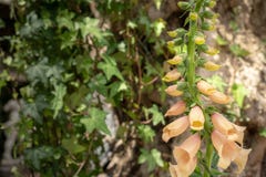 Foxglove персика с зелеными листьями на заднем плане стоковая фотография rf Foxglove персика с зелеными листьями на заднем плане стоковая фотография rf