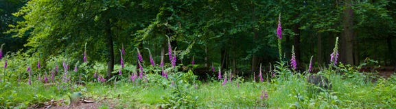 Foxgloves или наперстянка перед деревьями в древесинах стоковое фото rf Foxgloves или наперстянка перед деревьями в древесинах стоковое фото rf