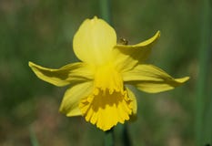 Foyer pointu sur une fleur de jonquille : trompette jaune et pétales lumineux à la lumière du soleil vive photographie stock libre de droits Foyer pointu sur une fleur de jonquille : trompette jaune et pétales lumineux à la lumière du soleil vive photographie stock libre de droits
