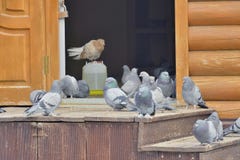 pigeons
