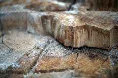 Fragment van een felled boom, close-up stock afbeelding Fragment van een felled boom, close-up stock afbeelding