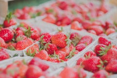 Fragole squisite Immagine Stock Libera da Diritti Fragole squisite Immagine Stock Libera da Diritti