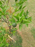 BERGAMOT ORANGE FOOD /CITRUS BERGOMIA stock image BERGAMOT ORANGE FOOD /CITRUS BERGOMIA stock image