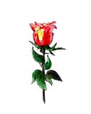 Fragrant red rose watercolor stock illustration Fragrant red rose watercolor stock illustration