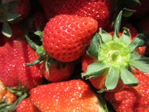 Fraise dans Miaoli Taïwan images stock Fraise dans Miaoli Taïwan images stock