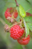Framboises rouges images libres de droits Framboises rouges images libres de droits