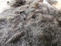Frammenti di capelli sul pavimento di un negozio di barbiere fotografia stock libera da diritti Frammenti di capelli sul pavimento di un negozio di barbiere fotografia stock libera da diritti