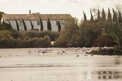 Frances, Camargue, Saintes-Maries-de-la-Mer photos libres de droits Frances, Camargue, Saintes-Maries-de-la-Mer photos libres de droits