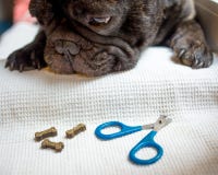 Francuski buldog jest na stole, przygotowywa dla gwoździa ścinku zwierzęca opieka, psi manicure'u pojęcie obraz stock Francuski buldog jest na stole, przygotowywa dla gwoździa ścinku zwierzęca opieka, psi manicure'u pojęcie obraz stock