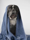 Francuski buldog z ręcznikiem nad jego głową fotografia stock Francuski buldog z ręcznikiem nad jego głową fotografia stock