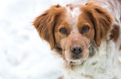 Francês alaranjado e branco Brittany Spaniel imagem de stock Francês alaranjado e branco Brittany Spaniel imagem de stock