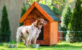 Francês Brittany Spaniel na frente de sua casa de madeira pequena imagem de stock Francês Brittany Spaniel na frente de sua casa de madeira pequena imagem de stock