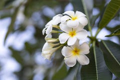 Frangipani kwitnie Frangipani białego i opuszcza piękny, pojęcie: Zdroju aromata pachnidła Relaksujący symbole, A kwiaty bukiet obrazy stock Frangipani kwitnie Frangipani białego i opuszcza piękny, pojęcie: Zdroju aromata pachnidła Relaksujący symbole, A kwiaty bukiet obrazy stock