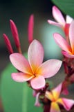Frangipani - Plumeria photos libres de droits Frangipani - Plumeria photos libres de droits