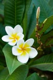 Frangipani tropical flowers