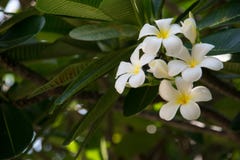 Frangipanien ?r en blomma av den thail?ndska ?brunnsorten arkivbild Frangipanien ?r en blomma av den thail?ndska ?brunnsorten arkivbild