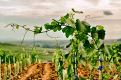 Franken Wine Grapes on the Vine Ready for Harvest volkach royalty free stock photos Franken Wine Grapes on the Vine Ready for Harvest volkach royalty free stock photos