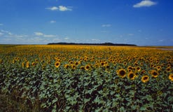 Frankreich: Sonnenblumenfeld im Rennes-les-Chateau stockfotografie Frankreich: Sonnenblumenfeld im Rennes-les-Chateau stockfotografie