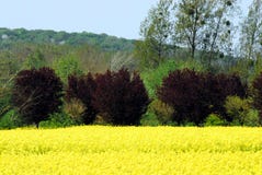 Frankrike blommar det ljusa gula fältet av Canola med trädet för röd lönn royaltyfria bilder Frankrike blommar det ljusa gula fältet av Canola med trädet för röd lönn royaltyfria bilder