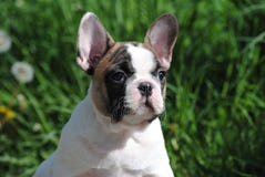 Franz?sische Bulldogge auf der Stra?e lizenzfreie stockfotografie Franz?sische Bulldogge auf der Stra?e lizenzfreie stockfotografie