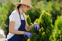 Frau benutzt Gartenarbeitwerkzeug, um die Hecke zu trimmen und schneidet Büsche mit Gartenscheren stockfotografie Frau benutzt Gartenarbeitwerkzeug, um die Hecke zu trimmen und schneidet Büsche mit Gartenscheren stockfotografie