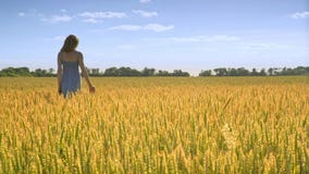 Frau in der Weizenweidelandschaft Landwirtschaftsland Rührende Weizenähren des Mädchens stock video Frau in der Weizenweidelandschaft Landwirtschaftsland Rührende Weizenähren des Mädchens stock video