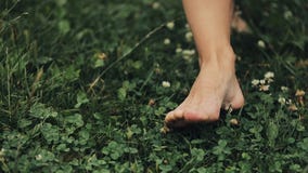 Frau ` s Füße, die auf das grüne Sommer-Gras mit Feld gehen, blüht Selektiver Fokus Junge Erwachsene stock video Frau ` s Füße, die auf das grüne Sommer-Gras mit Feld gehen, blüht Selektiver Fokus Junge Erwachsene stock video