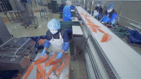 Frauen arbeiten in einer Anlage mit Fischfilet, schließen oben stock footage Frauen arbeiten in einer Anlage mit Fischfilet, schließen oben stock footage