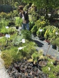 Fraueneinkaufen für neue Anlagen und Blumen an der Gartenarbeit und am Betriebsverkäufer im Freien stockbild Fraueneinkaufen für neue Anlagen und Blumen an der Gartenarbeit und am Betriebsverkäufer im Freien stockbild