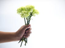 Frauenhandgriff-Grüngartennelke auf Weiß stockfotos Frauenhandgriff-Grüngartennelke auf Weiß stockfotos