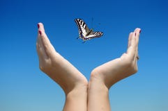 Free Butterfly