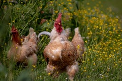 Free range chicken, happily roaming and pecking in a field. Farm life, italian country house royalty free stock photos Free range chicken, happily roaming and pecking in a field. Farm life, italian country house royalty free stock photos