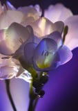 Freesia Royalty Free Stock Images