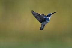 A kingfisher flying in mid air stock images A kingfisher flying in mid air stock images