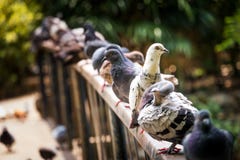 Freie Fliegentaube Lizenzfreie Stockbilder Freie Fliegentaube Lizenzfreie Stockbilder