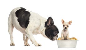 French Bull dog sniffing at a Chihuahua puppy in a bowl, isolate stock photos French Bull dog sniffing at a Chihuahua puppy in a bowl, isolate stock photos