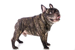 French Bulldog Royalty Free Stock Images